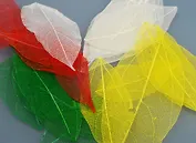 Листья скелетированные, разноцветные (20шт)