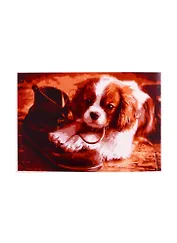 Набор ТМ Рыжий Кот Раскраска на картоне A4 Щенок и ботинок (Арт. Р-2375)