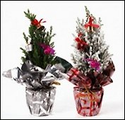 Кипарисовик зеленый в праздничной упаковке с игрушками 9\35 (104)