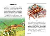 Жуки и другие удивительные насекомые. - 2