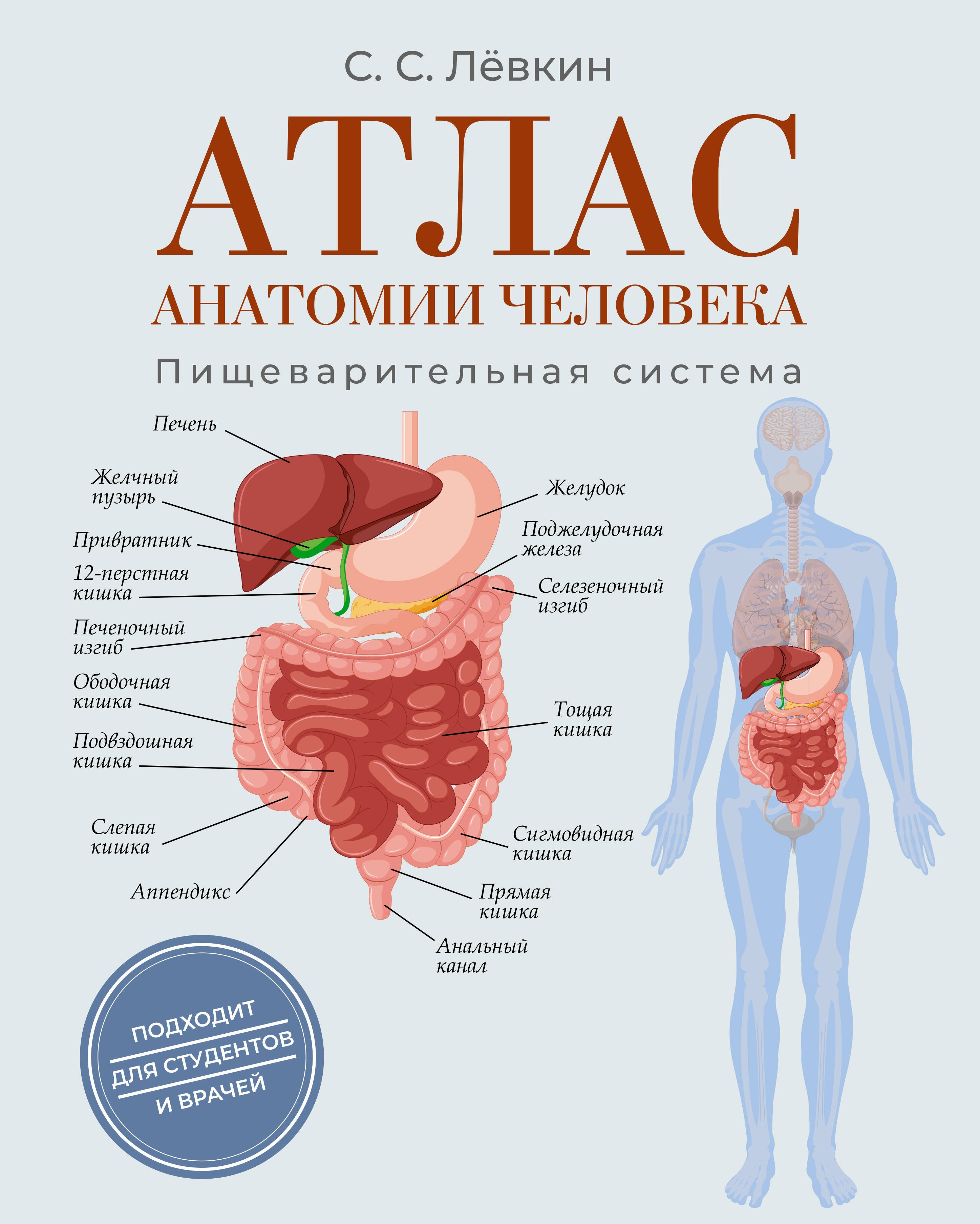 

Атлас анатомии человека. Пищеварительная система