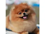 Алмазная мозаика ТМ Рыжий кот 20х20см c подрамником, с полным заполнением (класс.), 27цв. Весёлый шпиц AC20035