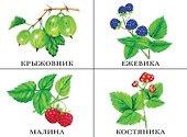 Что в моей корзинке? Овощи, фрукты, ягоды, грибы. Демонстрационный материал - 2