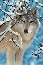 ЧГ:2249187 Пазл 1000 С-102068 Волк (Castorland)