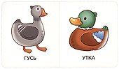Книга Мои первые слова. Домашние животные. 1-2 года - 1
