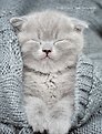 Дневник для средних и старших классов Listoff, "Уютный котик"