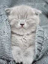 Дневник для средних и старших классов Listoff, "Уютный котик"