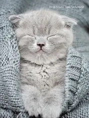 Дневник для средних и старших классов Listoff, "Уютный котик"