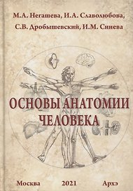 Основы анатомии человека