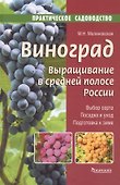 Виноград.Выращивание в средней полосе России.Выбор сорта.Посадка и уход.Подготовка к зиме - 0