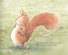 Живой орех. Для самых маленьких. 3-5 лет - 2