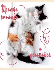 Тетрадь в клетку Listoff, "Погладь котика", 48 листов, в ассортименте