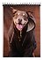 Блокнот А5 40л кл. "Dogs in da hood" спираль, ВД лак, ассорти - 0