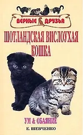 Шотландская вислоухая кошка. Ум и обаяние