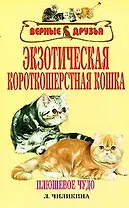 Экзотерическая короткошерстная кошка