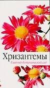 Хризантемы