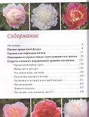 Пионы - 1