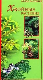 Хвойные растения