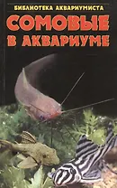 Сомовые в аквариуме