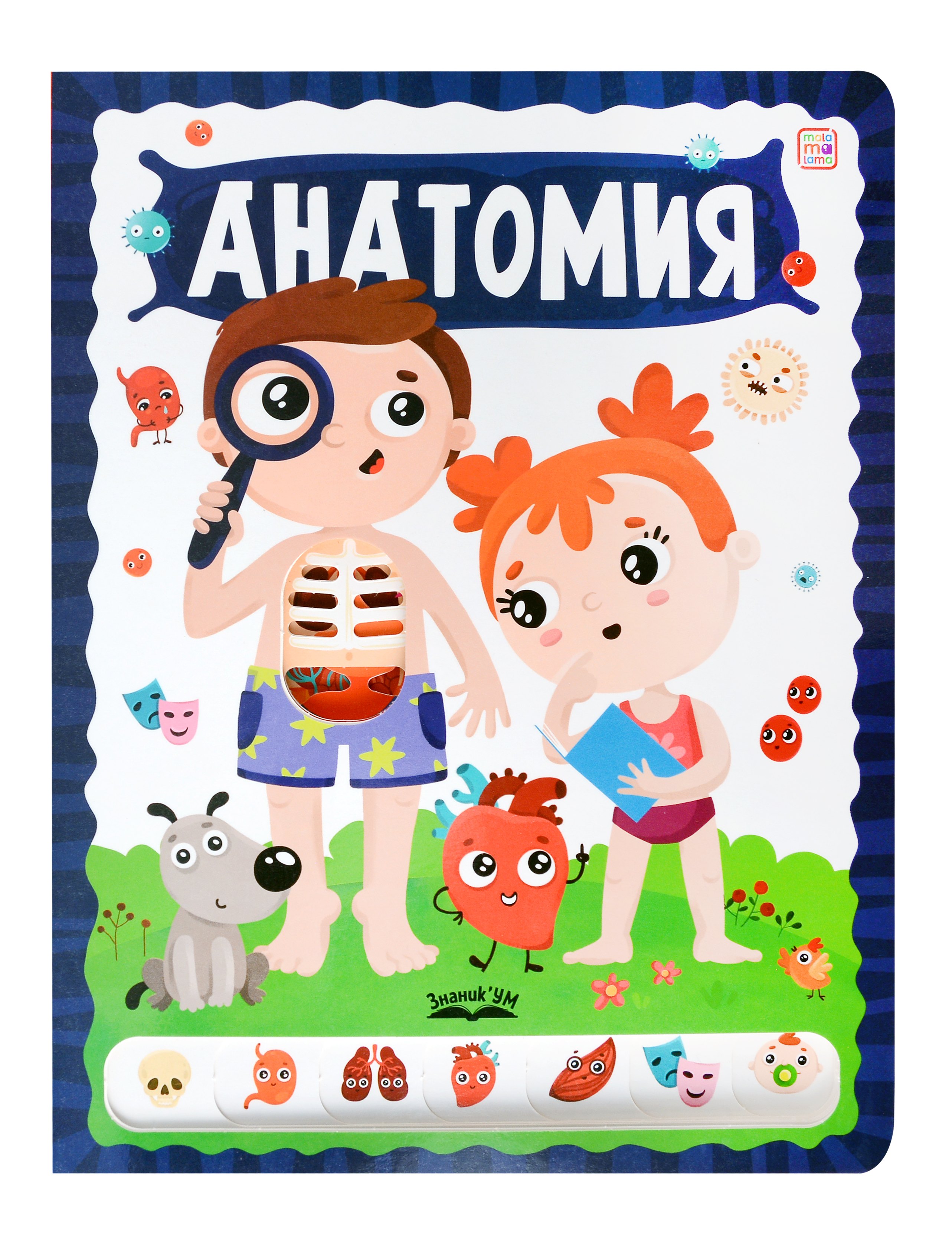 

Анатомия
