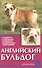 Английский бульдог. Стандарты. Содержание. Разведение. профилактика заболеваний - 0