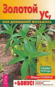 Золотой ус, или домашний женьшень