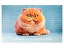 Альбом для рисования «Осторожно, кот!» Listoff А4, 30 листов, скрепка