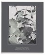 Тетрадь в клетку Be Smart, "Botanica. Эвкалипт популус", 48 листов