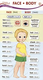Карточка-шпаргалка. Face-Body (Лицо-Тело) (110х205 мм)