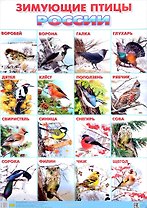 Плакат.Зимующие птицы Росии (550х774 мм)