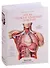 Atlas of Human Anatomy and Surgery - 0