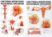 Плакат Система женских половых органов / Система мужских половых органов (690х490) (м/гл)