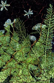 Книга для записей А5 100л кл+тчк "Тайны леса" интегр.переплет, soft-touch