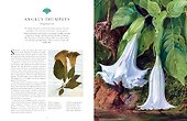 Kew: Rare Plants: The world`s unusual and endangered plants - 2