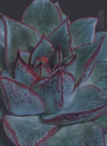 Записная книжка А6 80л кл. "Succulent (Эксклюзив)" инт.переплет, soft-touch, офсет