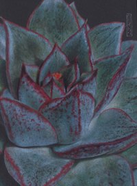 Записная книжка «Succulent (Эксклюзив)» А6, 80 листов в клетку, Listoff