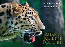 Дикие кошки России: иллюстрированный авторский фотоальбом
