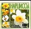 Нарциссы