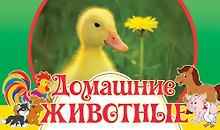 Домашние животные
