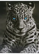 Картина для раскрашивания по номерам. Король ночи, 40 x50 см