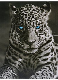 Картина-раскраска по номерам «Король ночи», 40 х 50 см, Origami