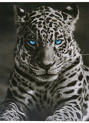 Картина-раскраска по номерам «Король ночи», 40 х 50 см, Origami