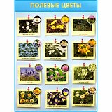 Развивающие плакаты. Полевые цветы