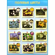 Развивающие плакаты. Полевые цветы