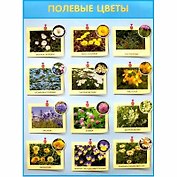 Развивающие плакаты. Полевые цветы
