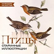 Птицы. Старинные иллюстрации. Календарь на 2027 год