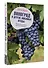 Виноград и другие любимые ягоды. Правила и советы для начинающих - 2