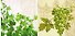 Наб. салф. для декупажа Плющ/Зеленый виноград (5820/005000) (2шт) - 1