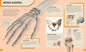 The Ultimate Human Body Encyclopedia: The complete visual guide - 1