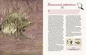 Наши соседи по планете. Рассказы о диких животных - 2